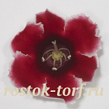 Глоксиния гибридная (Sinningia hybrida F1) Empress Red Picotee, 5 драже