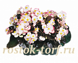 Бегония вечноцветущая Begonia semperflorens Cocktail® Rum, 10 драже