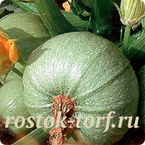 Тыква Веснушка, 5 шт семян