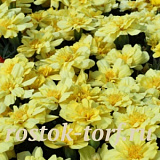Бархатцы отклоненные (Tagetes patula nana) Alumia Vanilla Cream, 10 клип. семян