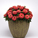 Цинния (Zinnia marylandica) Double Zahara™ Salmon, 5 обраб. семян