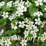 Бакопа сердцелистная (Bacopa cordata) Snowtopia®, 3 мультидраже