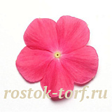 Big pack Катарантус розовый ампельный (Vinca rosea) Mediterranean – Xp Hot Rose, 30 семян