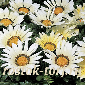 Гацания жестковатая (Gazania rigens F1) Kiss White, 5 семян