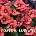 Катарантус розовый (Vinca rosea) Tattoo Tangerine, 5 семян