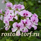 Пеларгония плющелистная (Ivy Leaf Geranium) Reach Out Lilac Bicolor, 3 шт.