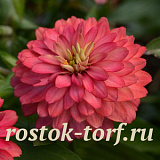 Цинния (Zinnia marylandica) Double Zahara™ Salmon, 5 обраб. семян