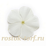 Катарантус розовый ампельный (Vinca rosea) Mediterranean – Xp White, 5 семян