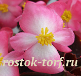 Бегония вечноцветущая (Begonia semperflorens) Senator iQ Bicolor, 10 драже