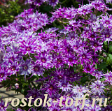 Флокс друммонда (Phlox drummondii) Popstars Blue, 5 семян