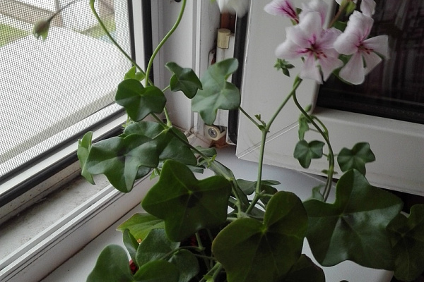 Это Пеларгония плющелистная (Pelargonium peltatum) распушилась