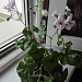 Это Пеларгония плющелистная (Pelargonium peltatum) распушилась