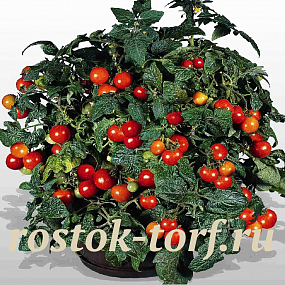 Томат декоративный (Lycopersicon esculentum) Gardener's delight, 3 шт семян