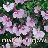 Big pack Лобелия еринус (Lobelia erinus) Riviera Lilac, 50 мультидраже