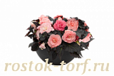 Big pack Бегония клубневая (Begonia tuberhybrida) Nonstop Mocca Light Pink Shades, 30 драже