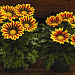 Гацания жестковатая (Gazania rigens F1) Kiss Yellow Flame , 5 семян