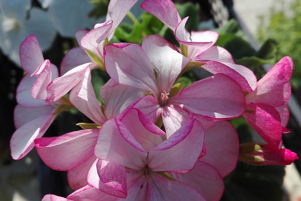 И вновь она! Герань! Пеларгония зональная (Pelargonium x hortorum) Divas Petticoat.