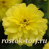 Цинния (Zinnia marylandica) Double Zahara™ Yellow, 5 обраб. семян