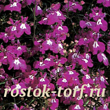 Лобелия еринус ампельная (Lobelia erinus) Regatta Rose, 5 мультидраже