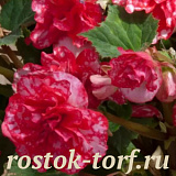 Big pack Бегония клубневая (Begonia tuberosa) On Top Polka Dot, 20 драже
