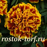 Бархатцы отклоненные (Tagetes patula F1) Bonanza Bee, 10 шт очищ. семян