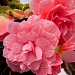Big pack Бегония клубневая (Begonia tuberhybrida) Nonstop Joy Mocca Rose, 30 драже