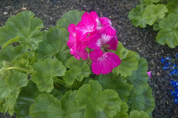 И вновь она! Герань! Пеларгония зональная (Pelargonium x hortorum) Divas Petticoat.