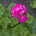 И вновь она! Герань! Пеларгония зональная (Pelargonium x hortorum) Divas Petticoat.