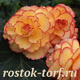Big pack Бегония клубневая (Begonia tuberosa) Amerihybrid Picotee Sunburst, 20 драже