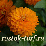 Цинния (Zinnia marylandica) Double Zahara™ Bright Orange, 5 обраб. семян