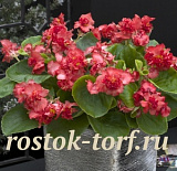 Бегония вечноцветущая полумахровая (Begonia semperflorens) Fiona Red, 10 драже