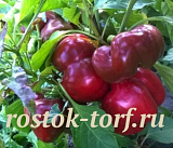 Перец сладкий Притавит, 5 шт семян