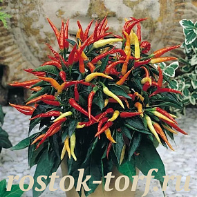 Перец декоративный Pepper Medusa, 3 шт