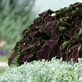 Колеус гибридный (Coleus x hybrida) Premium Sun Chocolate Mint, 3 драже