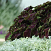 Колеус гибридный (Coleus x hybrida) Premium Sun Chocolate Mint, 3 драже