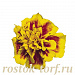 Бархатцы отклоненные (Tagetes patula F1) Super Hero Yellow Bee, 10 шт очищ.семян