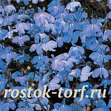 Big pack Лобелия еринус ампельная (Lobelia erinus) Regatta Blue Sky, 50 мультидраже