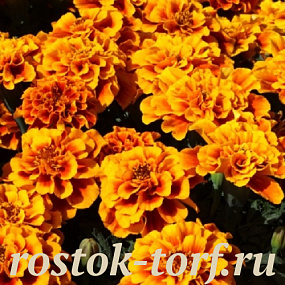 Бархатцы отклоненные (Tagetes patula nana) Alumia Flame, 10 клип. семян