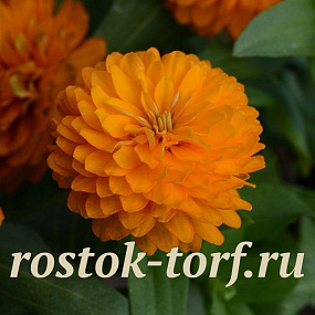 Цинния (Zinnia marylandica) Double Zahara™ Bright Orange, 5 обраб. семян