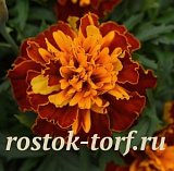Бархатцы отклоненные (Tagetes patula F1) Bonanza Harmony, 10 шт очищ. семян