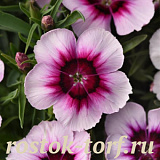 Big pack Гвоздика (Dianthus chinensis) Coronet™ White Purple Eye, 30 драже