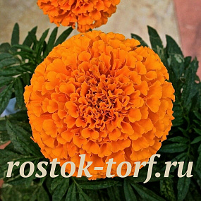 Бархатцы прямостоячие (Tagetes erecta F1) Taishan Orange, 5 очищ. семян