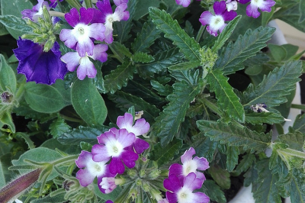 Вербена гибридная(Verbena hybrida) Obsession Twister