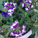Вербена гибридная(Verbena hybrida) Obsession Twister