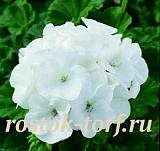 Пеларгония зональная (Pelargonium hortorum F1) Maverick White, 3 шт 