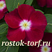 Катарантус розовый ампельный (Vinca rosea) Mediterranean – Xp Burgundy Halo, 5 семян