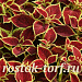 Колеус гибридный (Coleus x hybrida) Premium Sun Crimson Gold, 3 драже