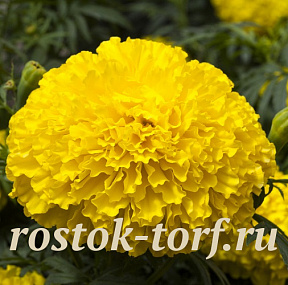 Big pack Бархатцы прямостоячие (Tagetes erecta F1) BIG TOP Yellow, 30 шт очищ.семян
