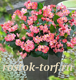 Бегония бенариензис (Begonia x benariensis) Big Pink Green Leaf , 3 драже
