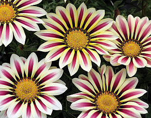 Гацания жестковатая (Gazania rigens F1) Big Kiss White Flame, 5 семян
